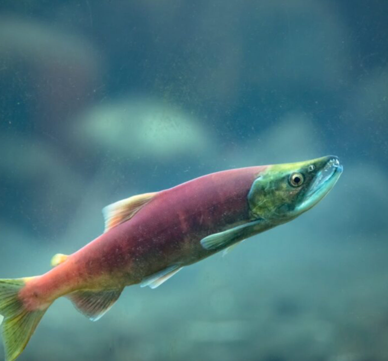 Kokanee Gear