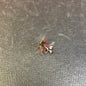 Jackson Cardinal LIGHT CADDIS BUCKTAIL hook size 12